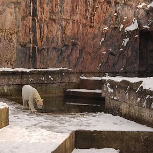 Polar bear