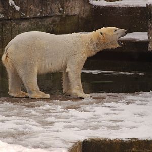 Polar bear