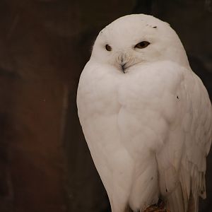 Snowy owl