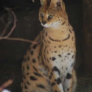 Serval