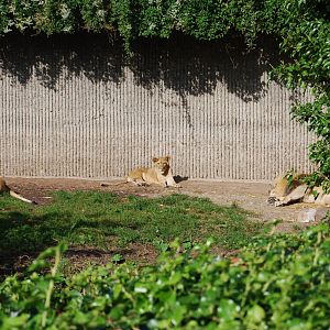 African lion enclosure