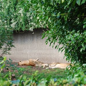 African lion enclosure