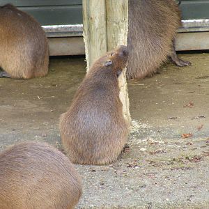 Capybara gnawing on wood at Marwell Wildlife, 31 January 2010