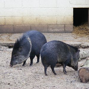 Collared peccaries at Marwell Wildlife, 31 January 2010