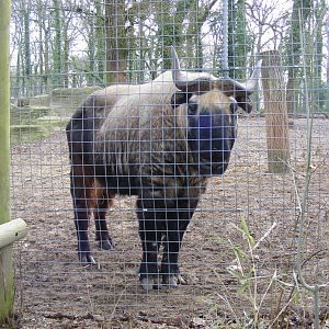 Mooshu the mishmi takin at Marwell Wildlife, 31 January 2010