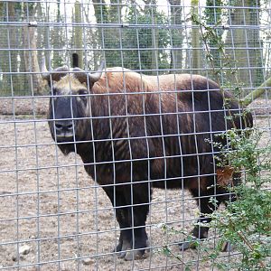 Mulan the mishmi takin at Marwell Wildlife, 31 January 2010