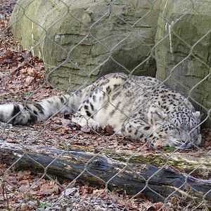 Indeever the snow leopard at Marwell Wildlife, 31 January 2010