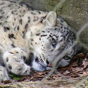Indeever the snow leopard at Marwell Wildlife, 31 January 2010