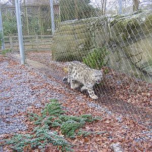 Irina the snow leopard at Marwell Wildlife, 31 January 2010