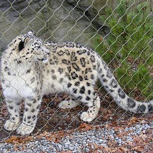 Irina the snow leopard at Marwell Wildlife, 31 January 2010
