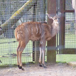 Greater kudu calf at Marwell Wildlife, 31 January 2010