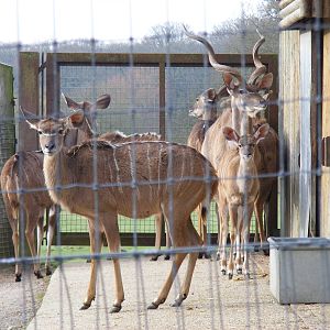 Greater kudus at Marwell Wildlife, 31 January 2010