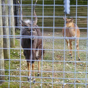 Nyalas at Marwell Wildlife, 31 January 2010