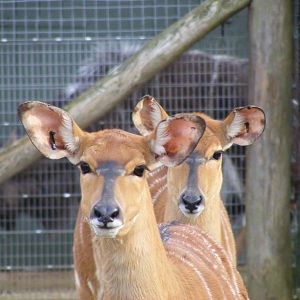 Nyalas at Marwell Wildlife, 31 January 2010