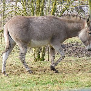 Somali wild ass stallion at Marwell Wildlife, 31 January 2010