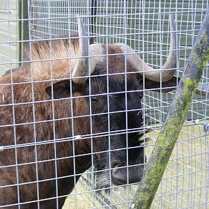 Orana the black wildebeest (white-tailed gnu) at Marwell Wildlife, 31 Janua