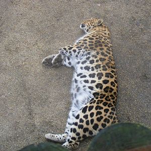Akin the Amur leopard at Marwell Wildlife, 31 January 2010