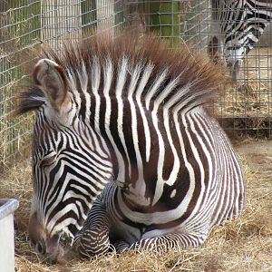 Phoenix the Grevy's zebra at Marwell Wildlife, 31 January 2010