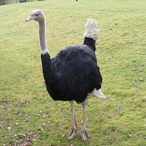 Ostrich at Marwell Wildlife, 31 January 2010