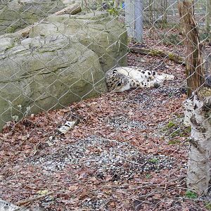Indeever the snow leopard at Marwell Wildlife, 31 January 2010