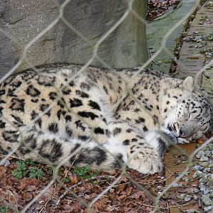 Irina the snow leopard at Marwell Wildlife, 31 January 2010
