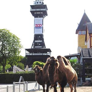 Bactrian Camels