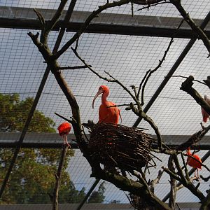 Ibis aviary