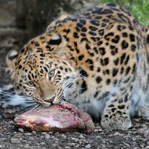 Kaia tucks into her supper