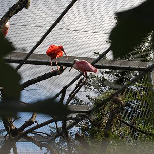 Ibis aviary