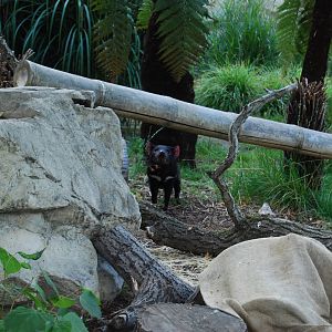 Tasmanian Devil Enclosure , Copenhagen Zoo