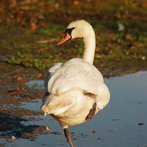 Mute Swan