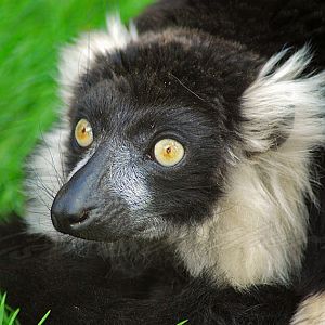 Ruffed Lemur