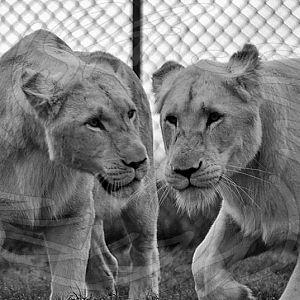White Lions