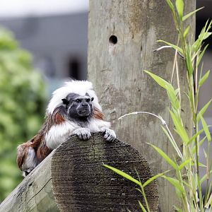 Cotton-top tamarin