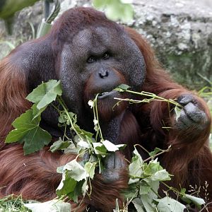 Male Bornean Orangutan