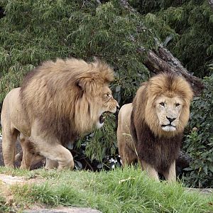 African lions