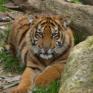 Baby Sumatran Tiger