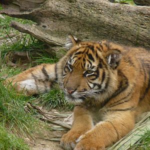 Baby Sumatran Tiger