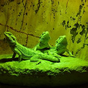 3 very green fellows