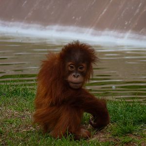 Baby Sumatran Orangutan