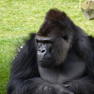 Silverback (Nasibu)