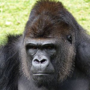 Silverback (Nasibu)