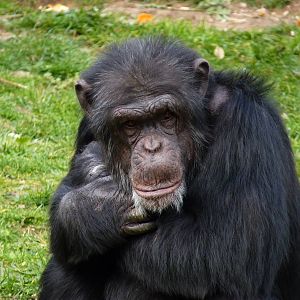 Dominant Male Chimp