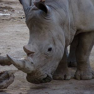 White Rhyno