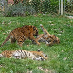 Baby Sumatran Tigers (all 3)