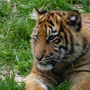 Baby Sumatran Tiger