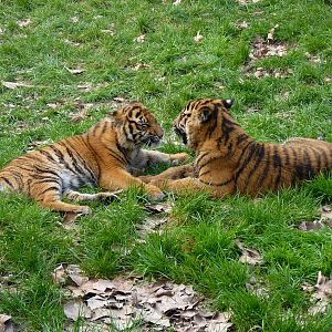 Baby Sumatran Tiger (2 of them)