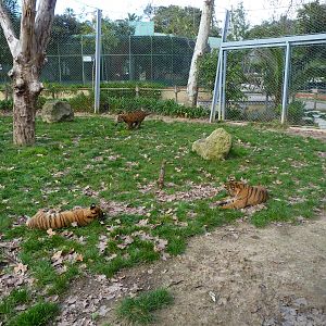 Baby Sumatran Tigers (all 3)