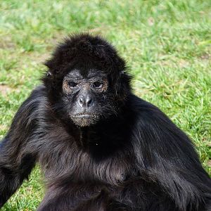Spider Monkey