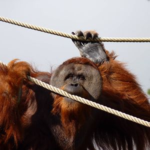 Male Sumatran Orangutan